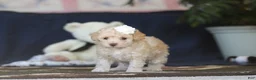 Toy Poodle dogs for sale: Betsy - Ad 5