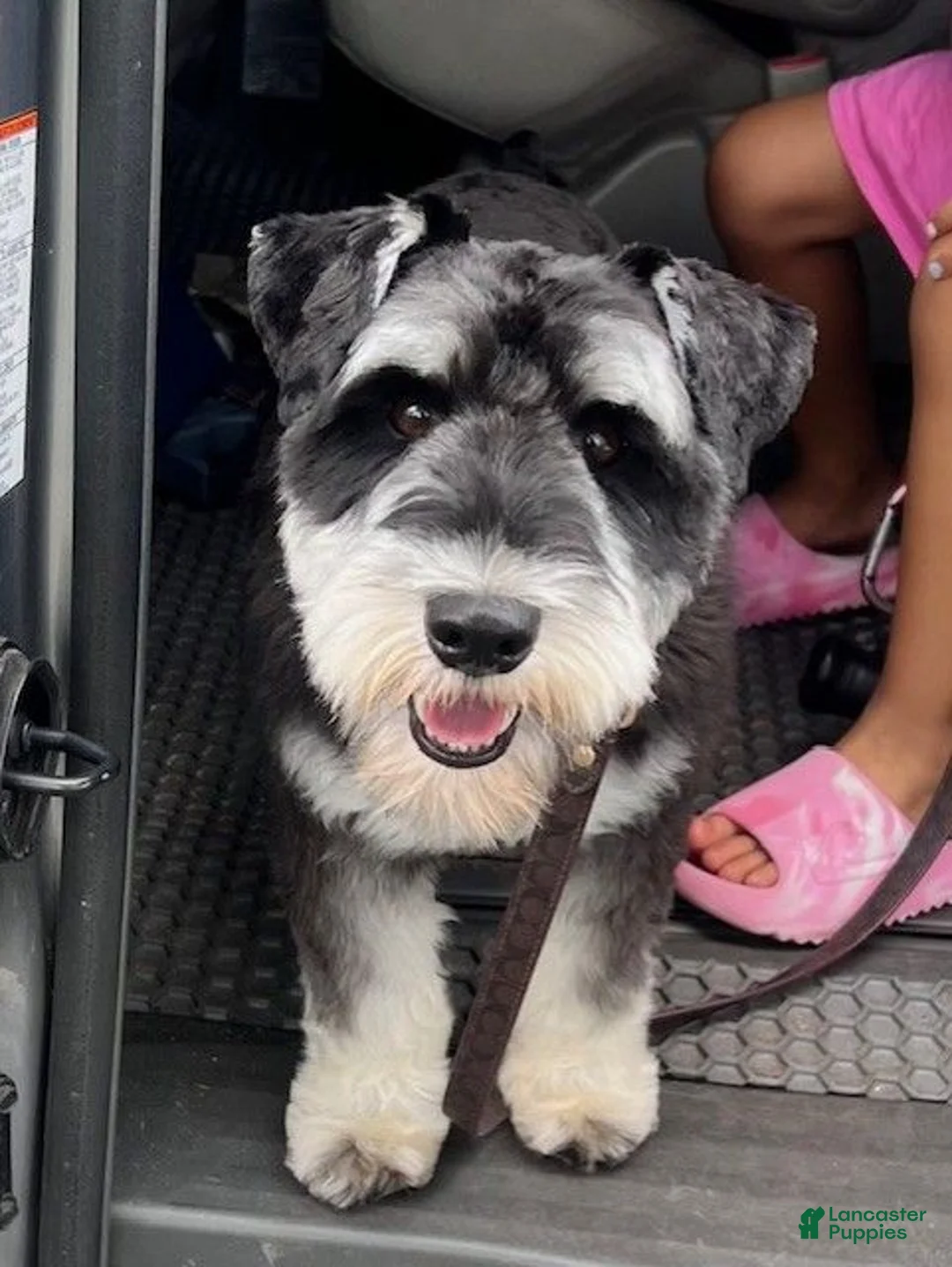 Miniature Schnauzer dogs for sale: Chai - Ad 11