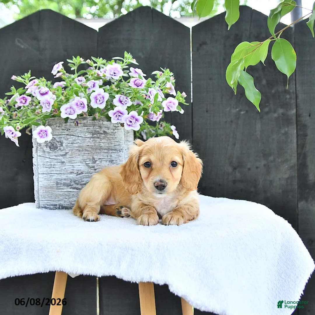 Dachshund dogs for sale: Cooper - Ad 1