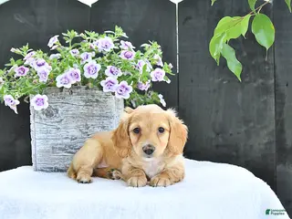 Dachshund dogs for sale: Cooper - Ad 2