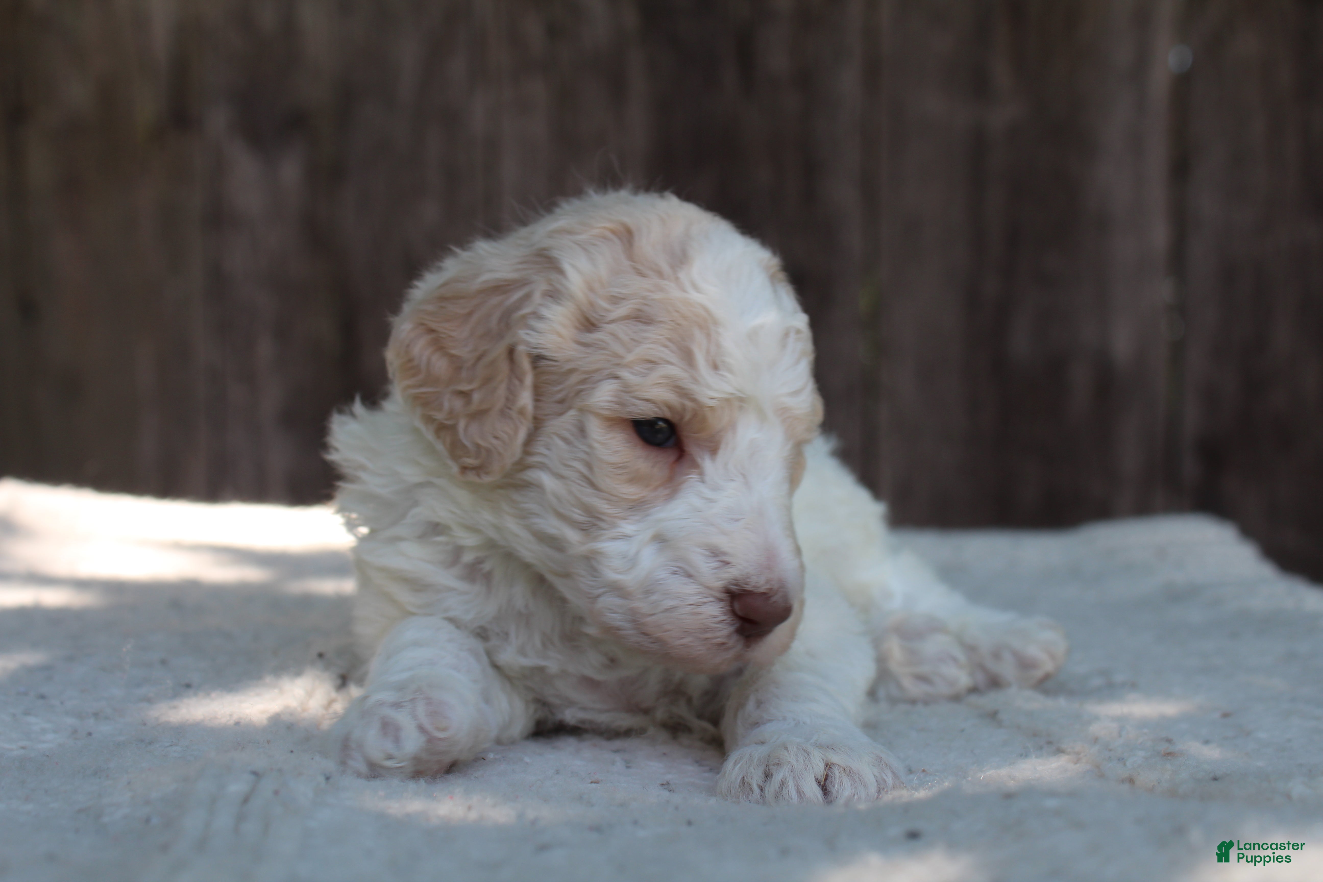 Standard Poodle dogs for sale: Pebble AKC Standard Poodle - Ad 3