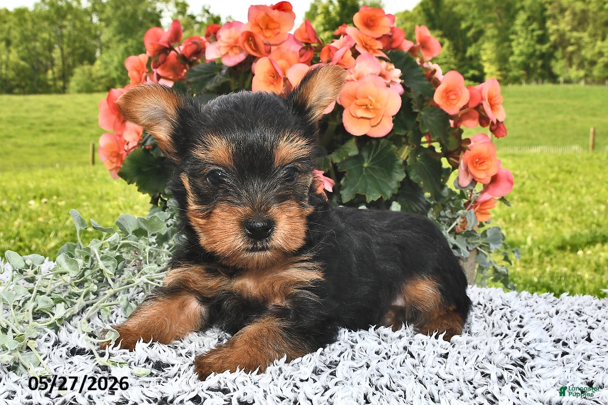 Yorkshire Terrier dogs Ebony - Ad 1