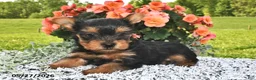 Yorkshire Terrier dogs for sale: Ebony - Ad 1