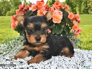 Yorkshire Terrier dogs for sale: Ebony - Ad 4