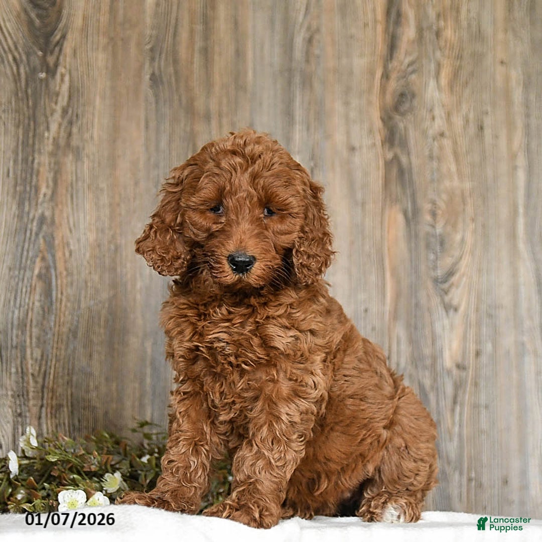 Goldendoodle dogs for sale: Elsa - Ad 5