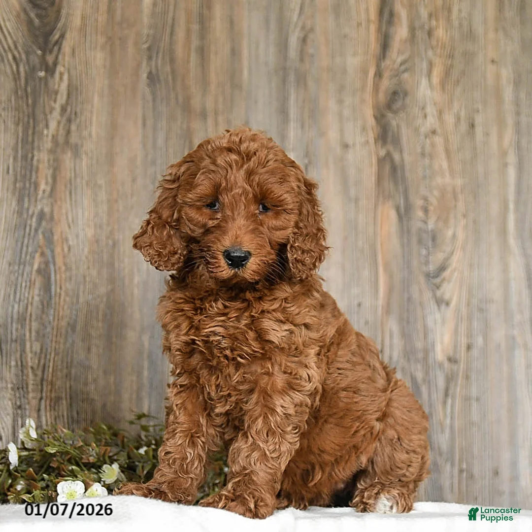 Goldendoodle dogs for sale: Elsa - Ad 5