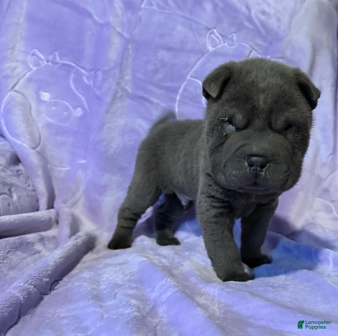 Shar Pei dogs for sale: Sulley - Ad 2