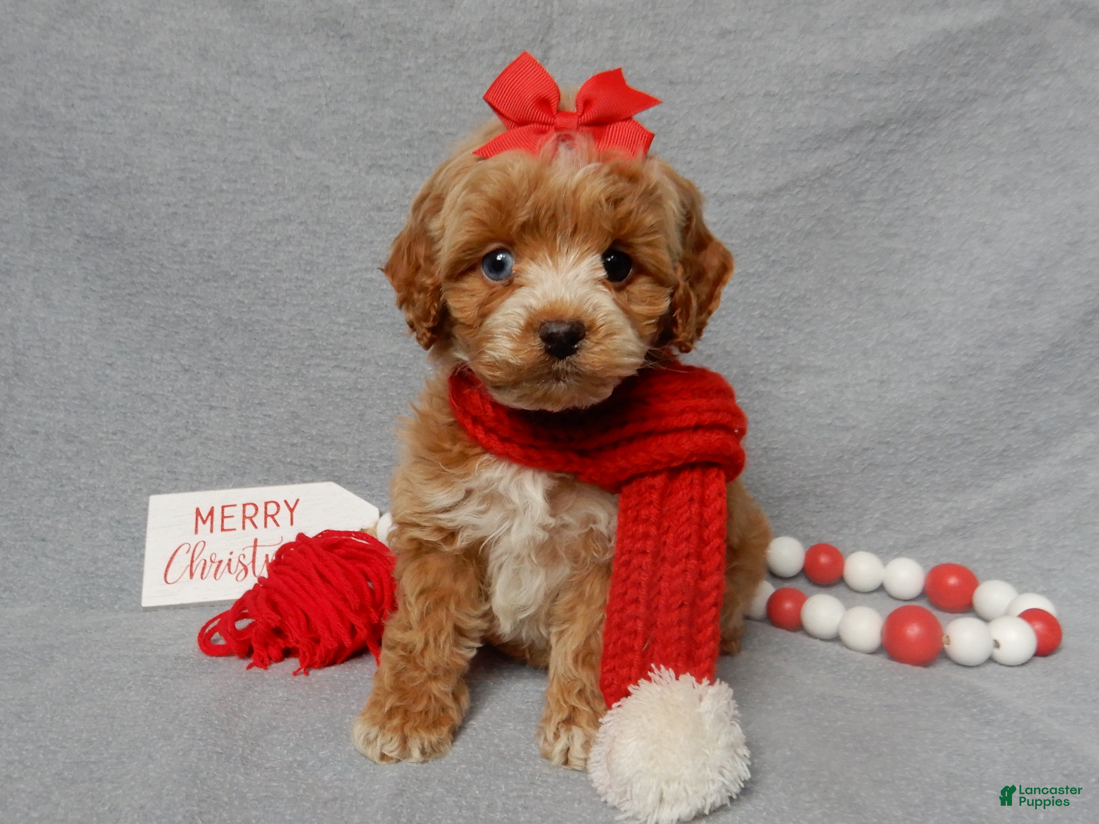 Cockapoo dogs Miley - Ad 8