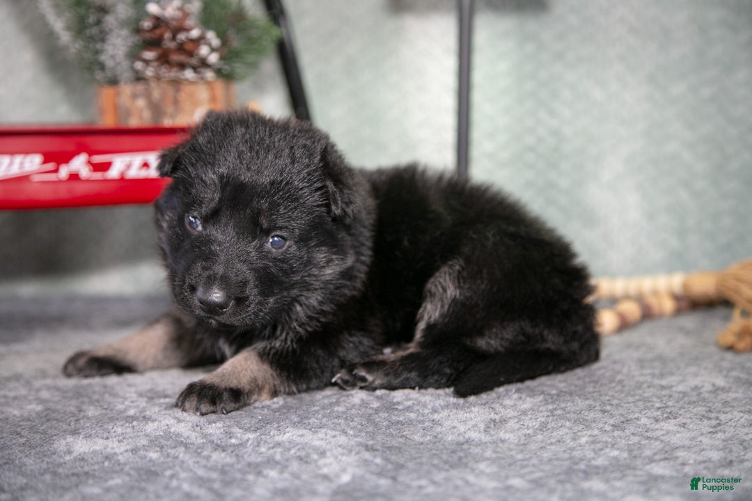 German Shepherd dogs for sale: Logan - Ad 2