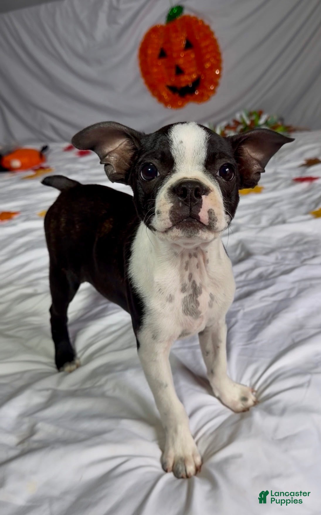 Boston Terrier dogs Sasha - Ad 1