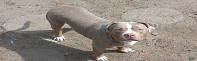 American Bully 1