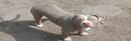 American Bully dogs for sale: American Bully 1 - Ad 1