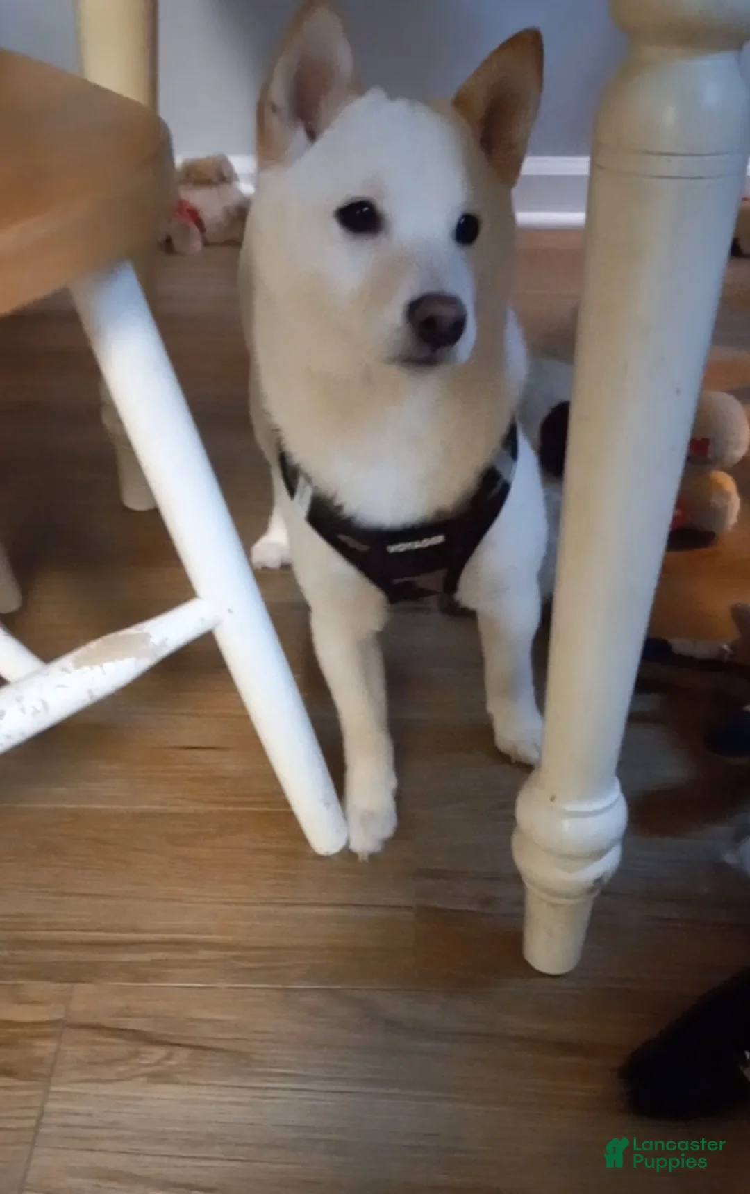 Shiba Inu dogs for sale: Luna Shiba Inu - Ad 3