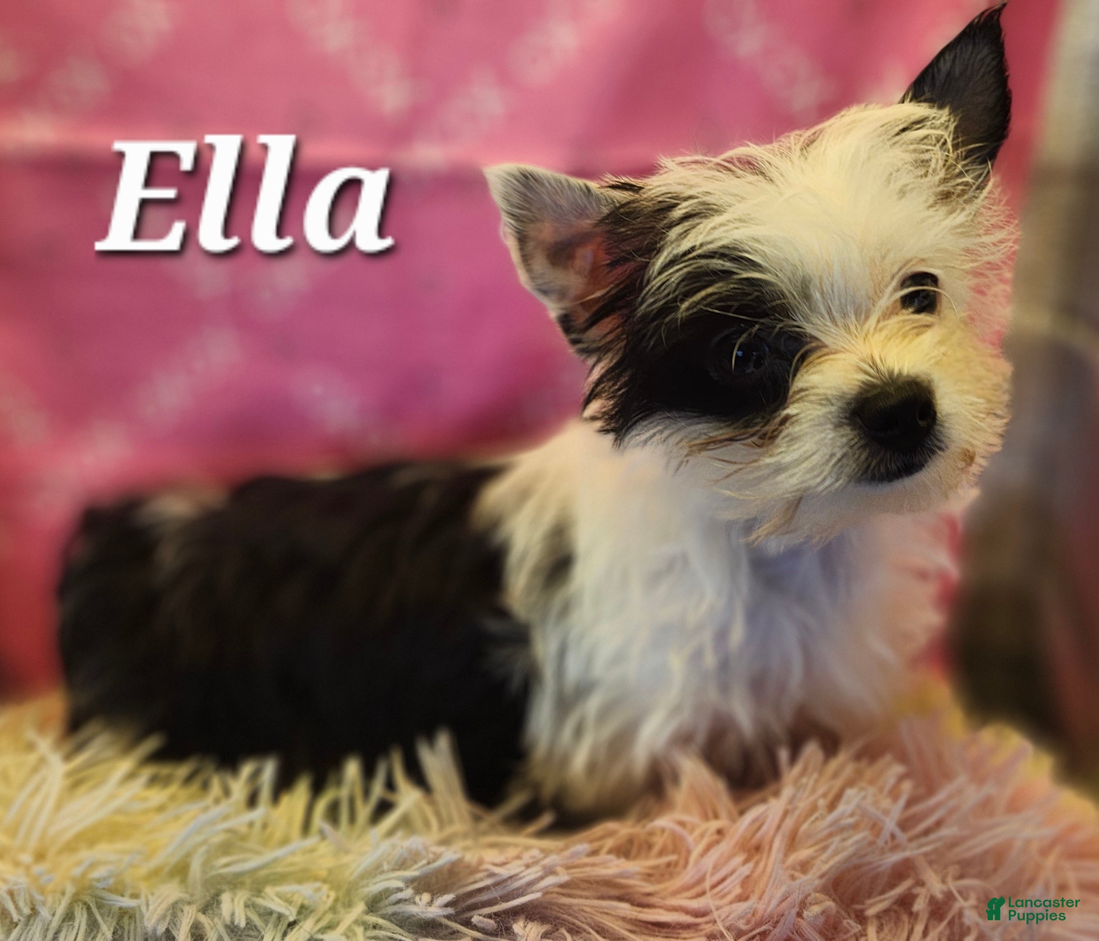 Yorkshire Terrier dogs Yorkshire Terrier 1 - Ad 2