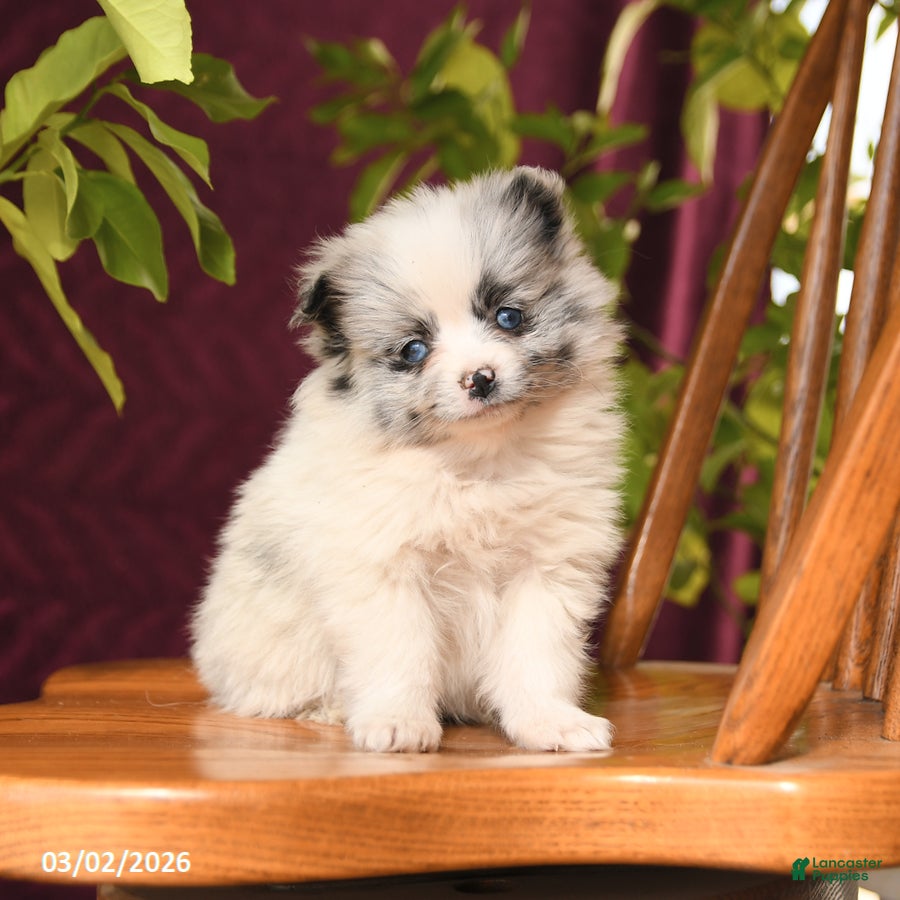 Pomeranian dogs Ida - Ad 1