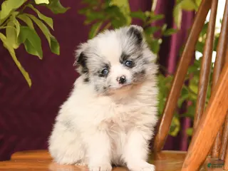 Pomeranian dogs for sale: Ida - Ad 4