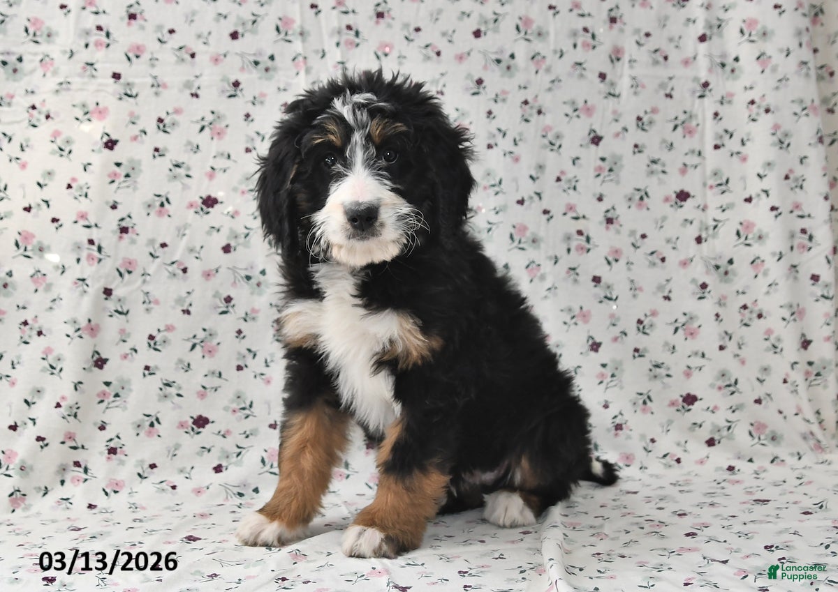 Bernedoodle dogs Kyla - Ad 1