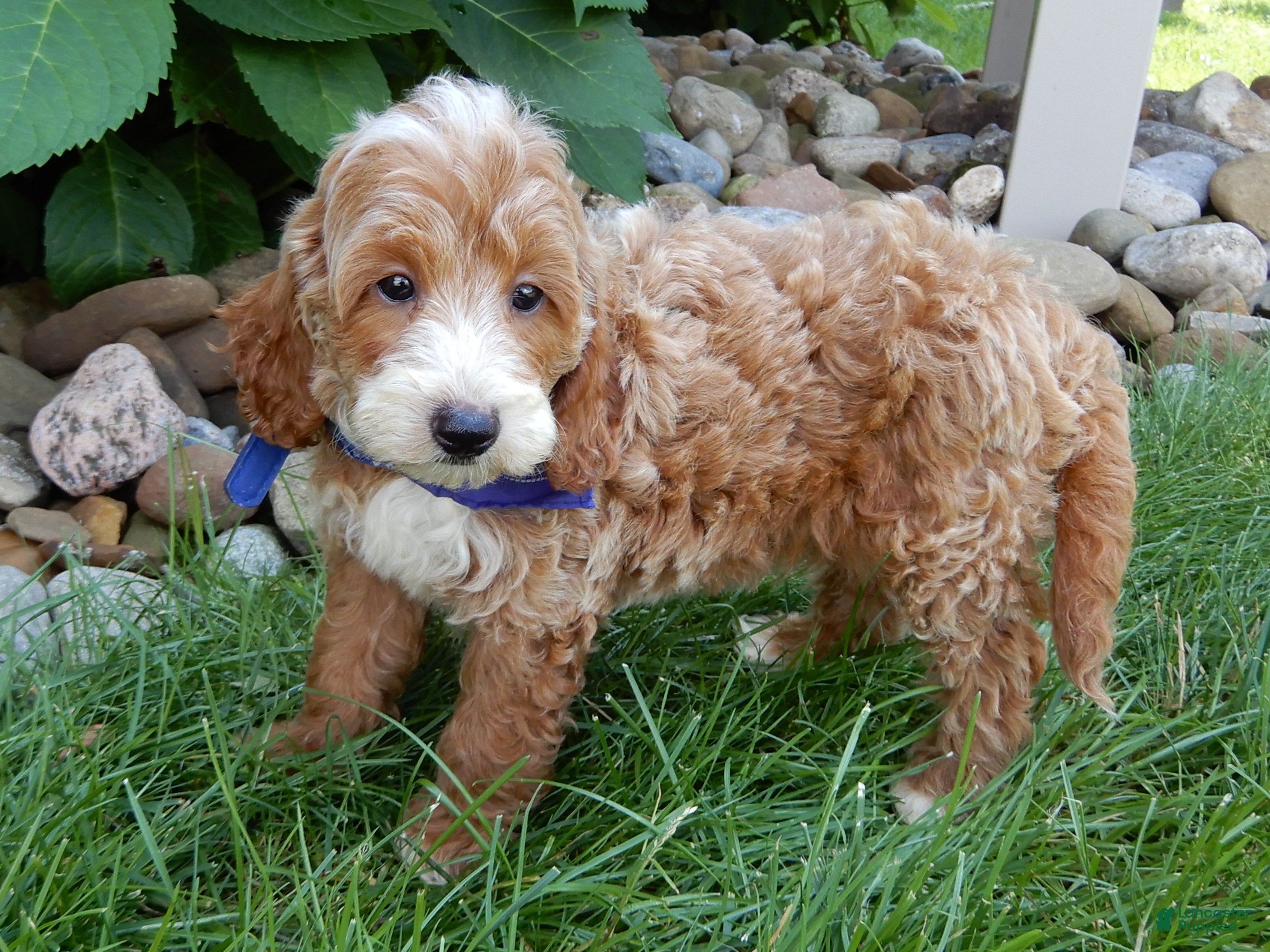 Mini Goldendoodle dogs Charlie - Ad 2