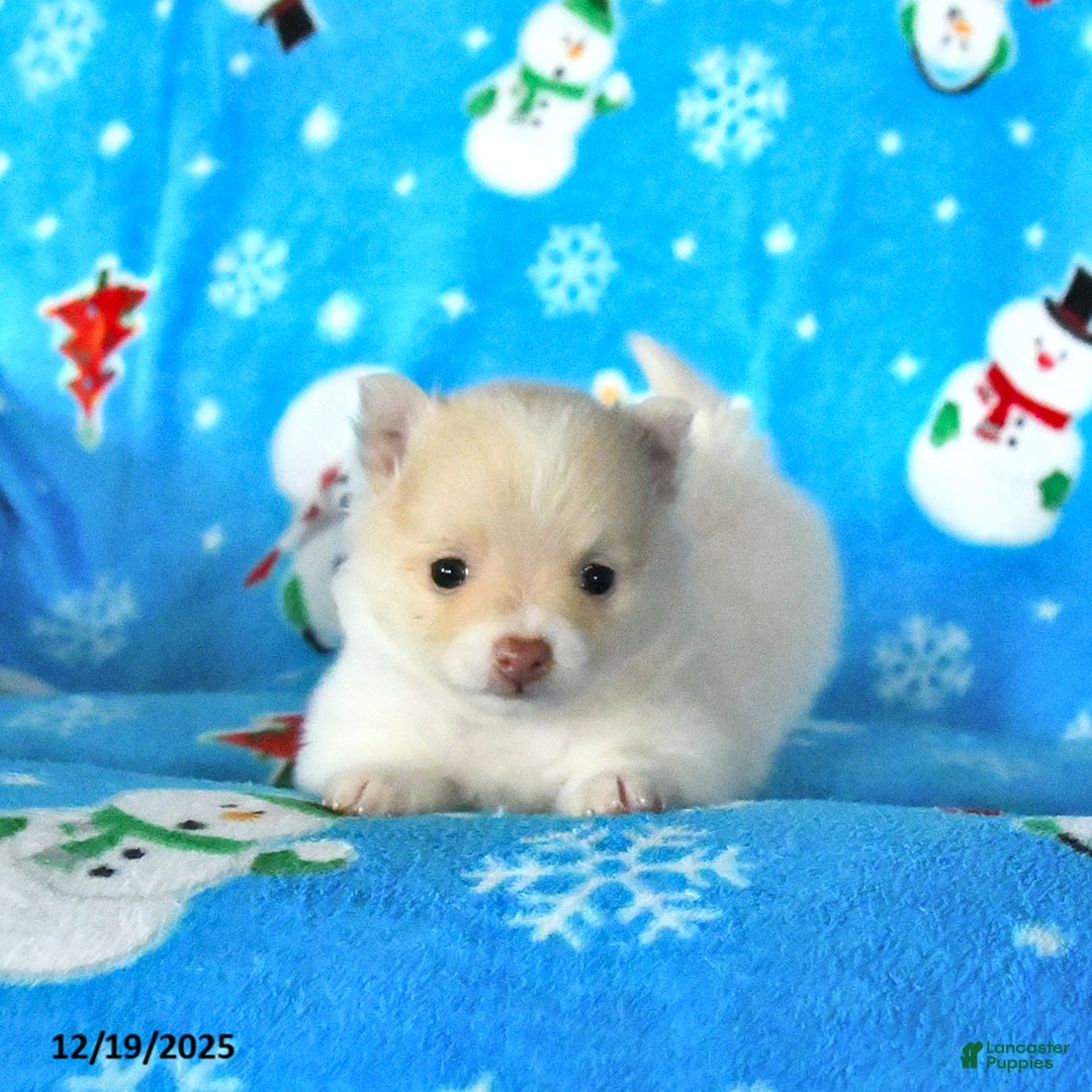 Pomeranian dogs for sale: Peaches - Ad 2