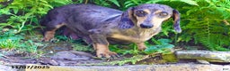 Miniature Dachshund dogs for sale: Domino - Ad 5