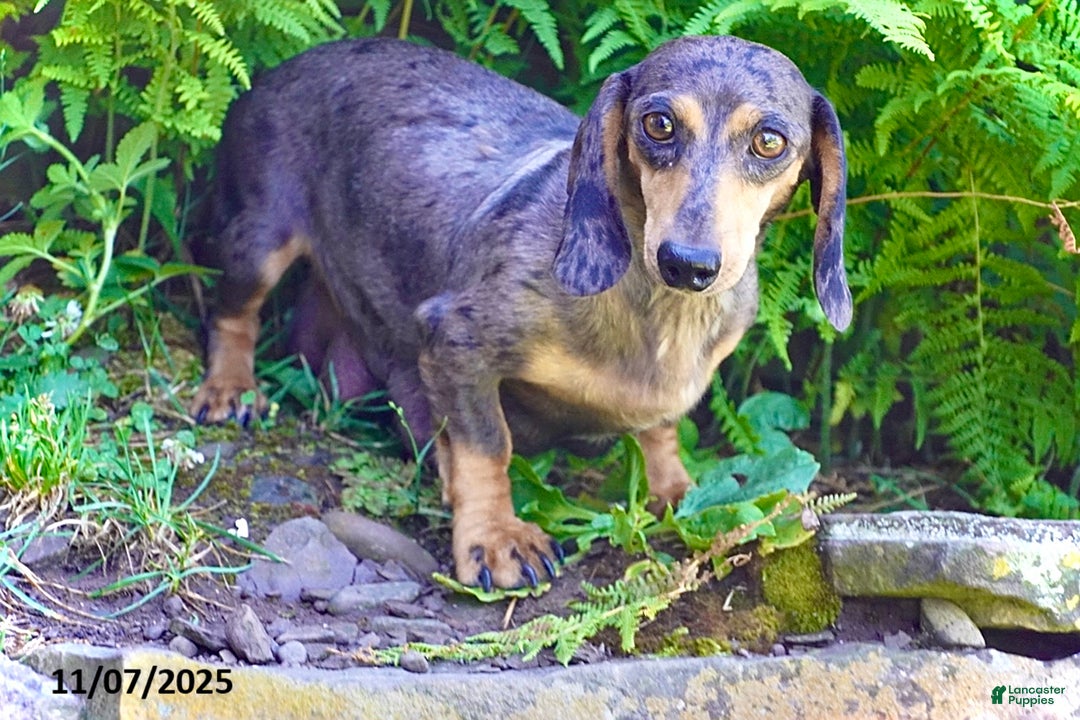 Miniature Dachshund dogs for sale: Domino - Ad 5
