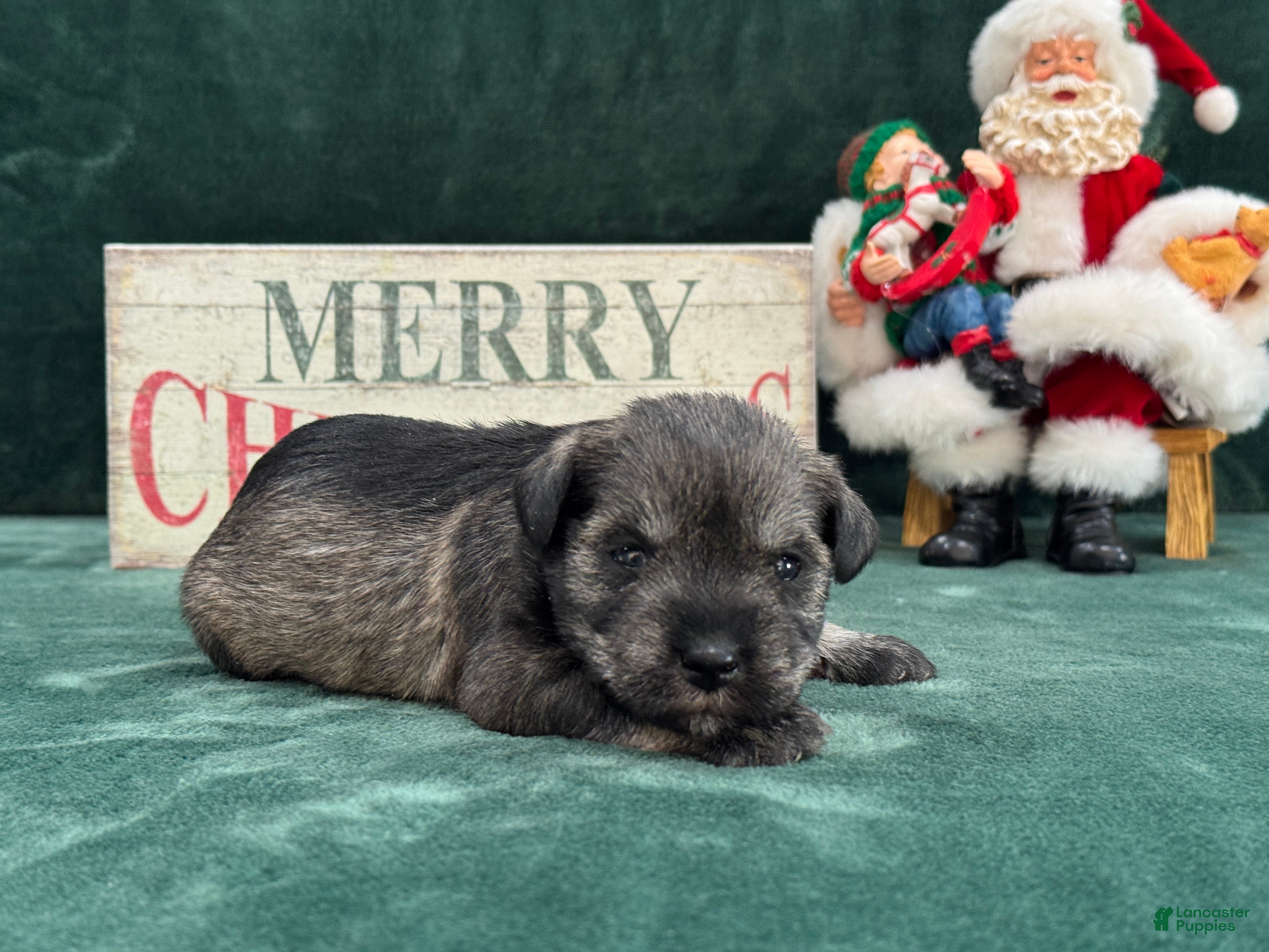 Miniature Schnauzer dogs Elsa Female 2 - Ad 8