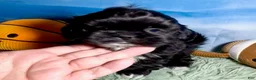 Shih Tzu dogs for sale: Nestle (dark coco) - Ad 9