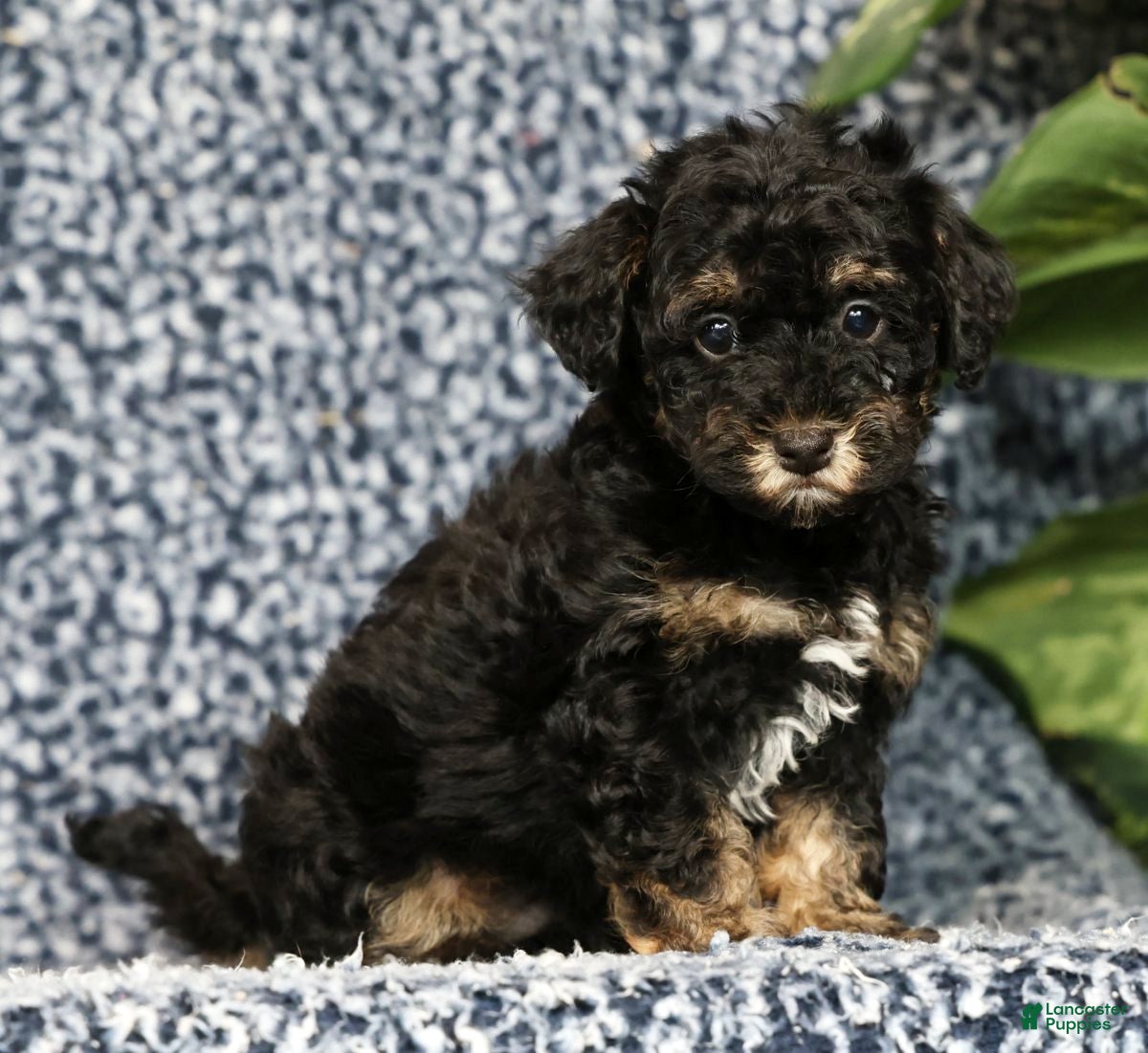 Havapoo dogs Thompson - Ad 2