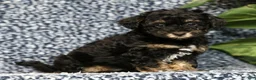 Havapoo dogs for sale: Tinker - Ad 2