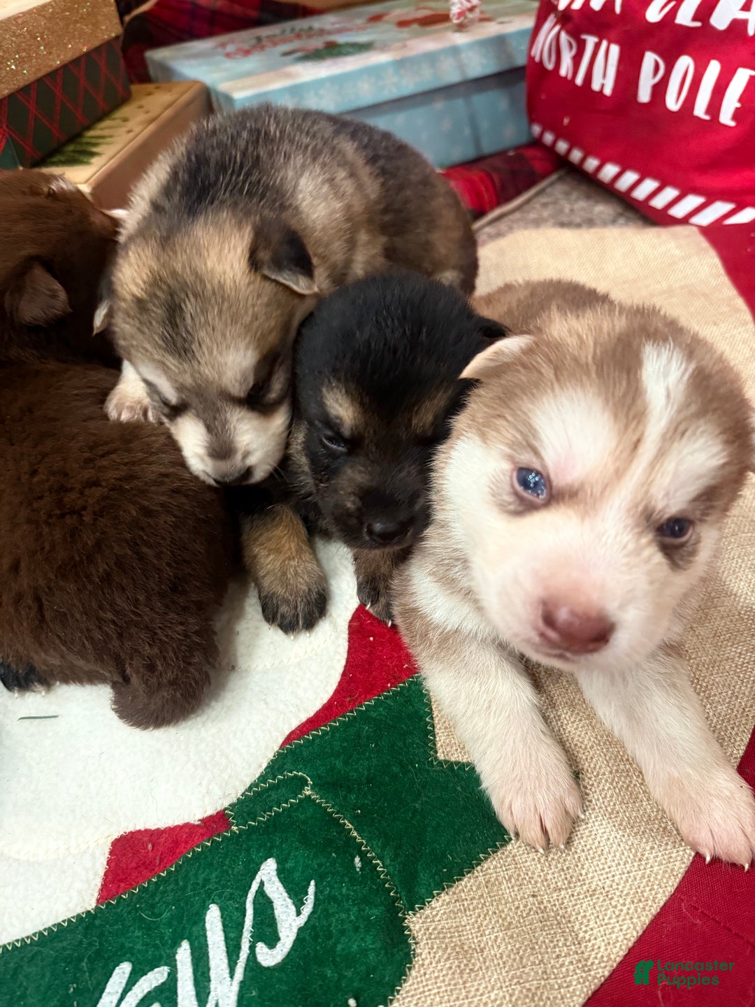 Gerberian Shepsky dogs for sale: Gerberian Shepsky Puppy 1 - Ad 29