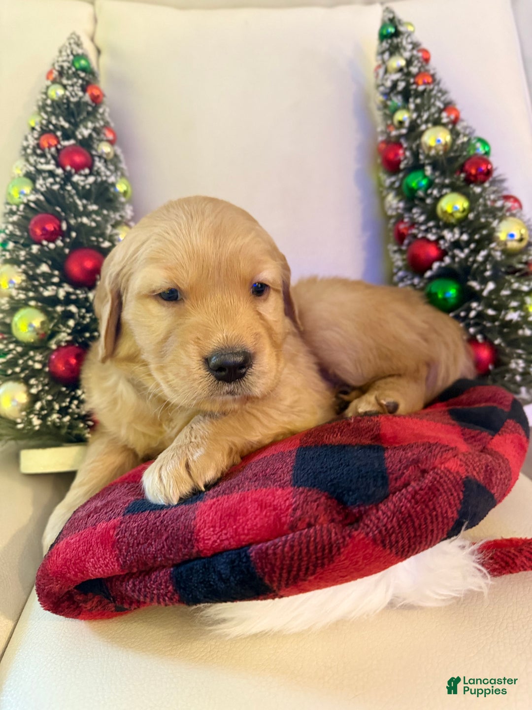 Golden Retriever dogs for sale: Golden Retriever Puppy 1 - Ad 2