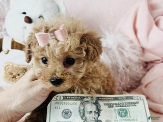 Toy Poodle dogs - Ad 24