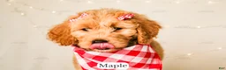 Goldendoodle dogs for sale: Maple - Ad 24