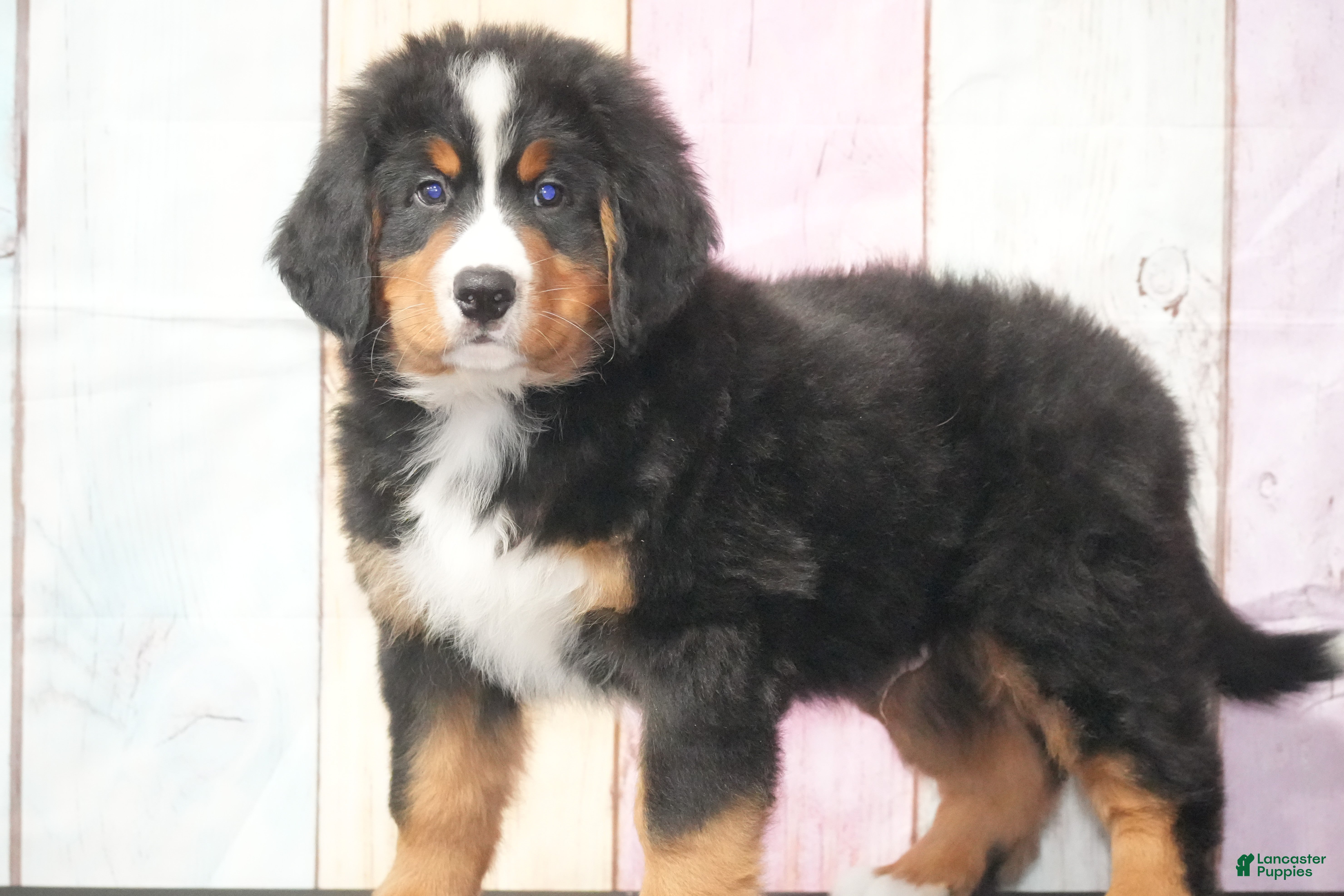 Bernese Mountain Dog dogs for sale: Bernese Mountain Dog Puppy 3 - Ad 4