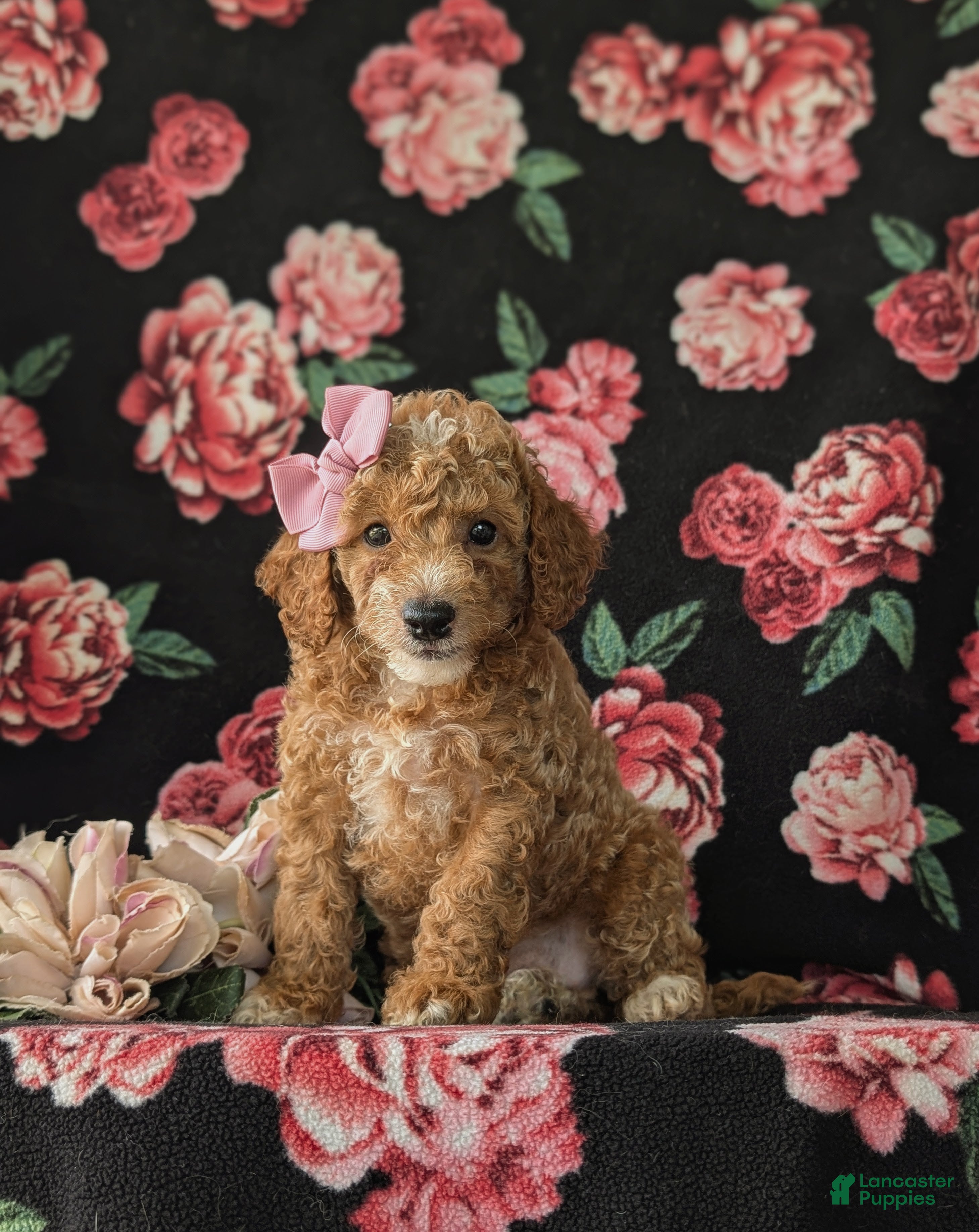 Cockapoo dogs for sale: Brielle Hypoallergenic - Ad 2
