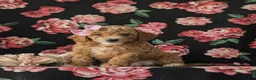 Cockapoo dogs for sale: Brielle Hypoallergenic - Ad 1
