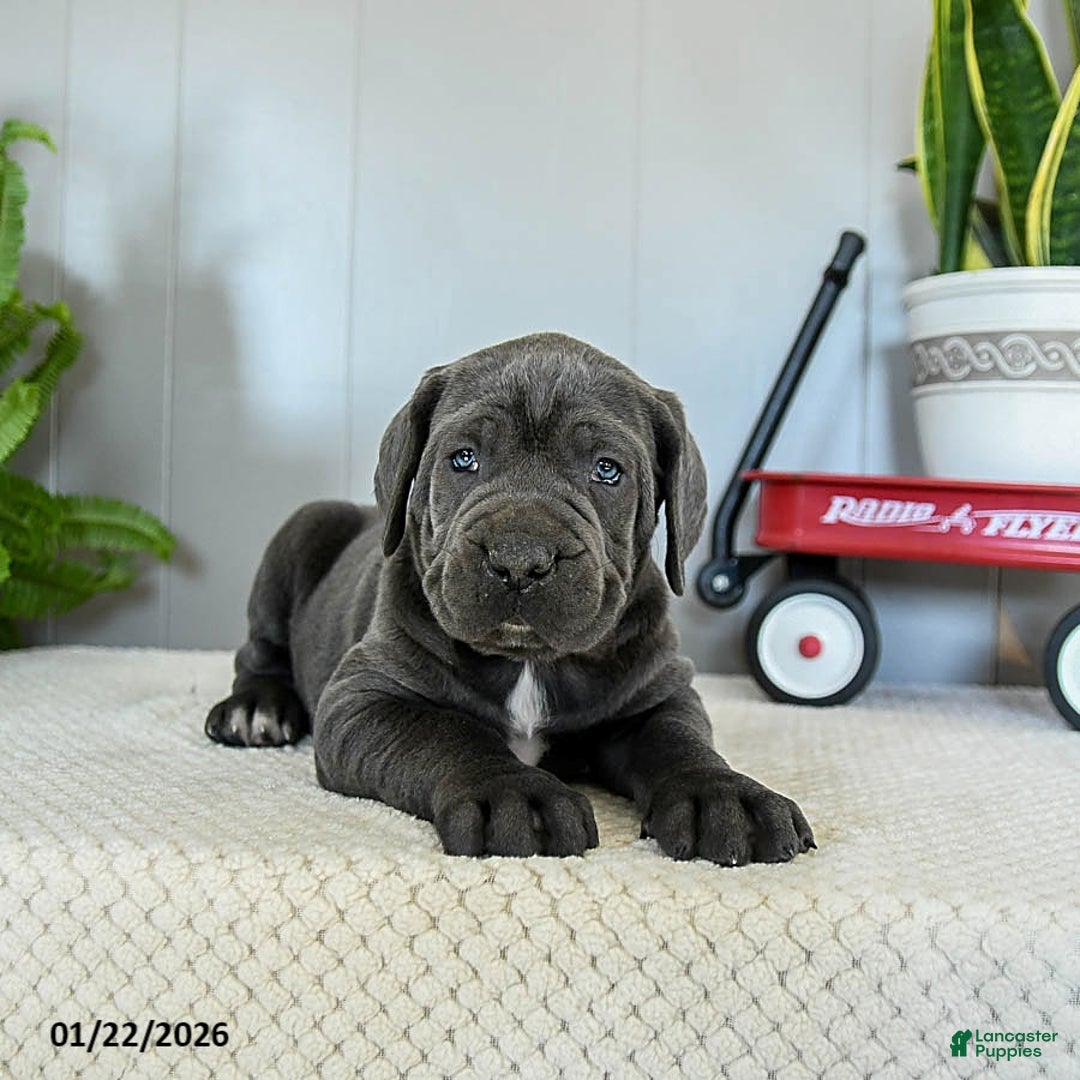 Cane Corso dogs for sale: Harper - Ad 5