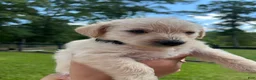 Westiepoo dogs for sale: Bronze  - Ad 2