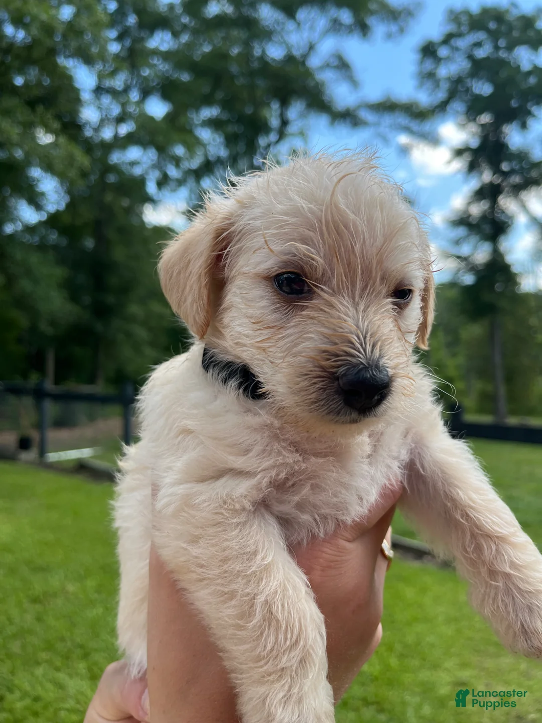 Westiepoo dogs for sale: Bronze  - Ad 2