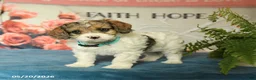 Cavapoo dogs for sale: Max - Ad 3