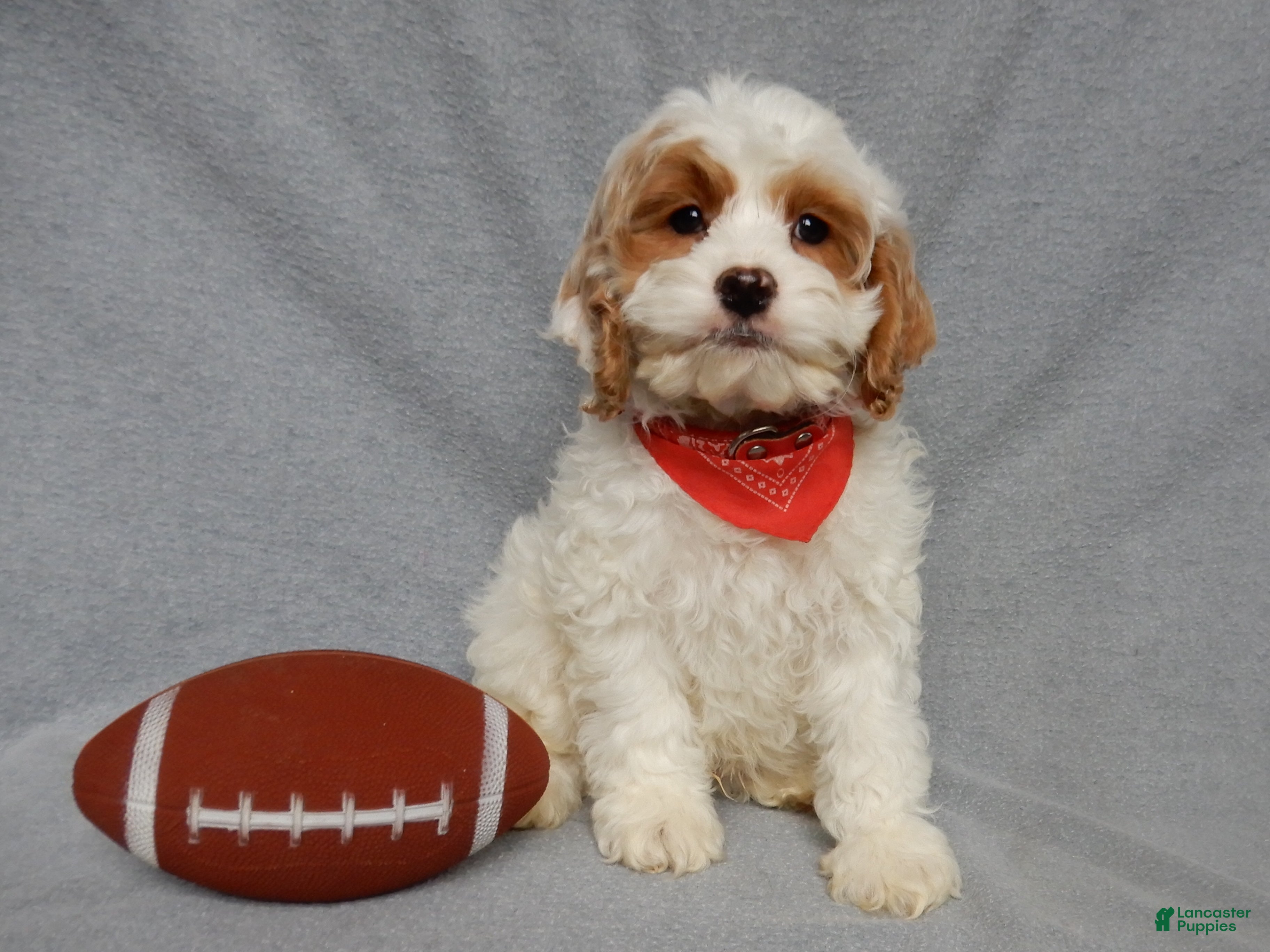 Cockapoo dogs Teddy - Ad 20