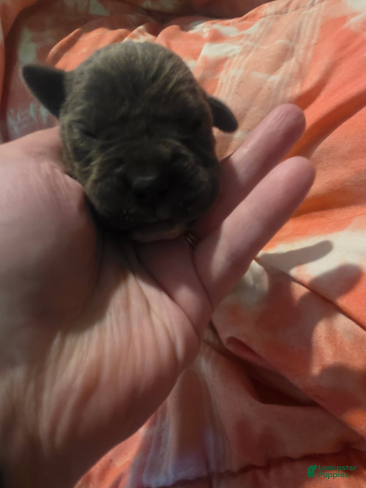 Cane Corso dogs Gray Brindle Female 1 - Ad 37
