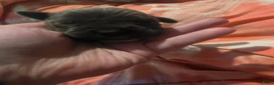 Gray Brindle Female 1