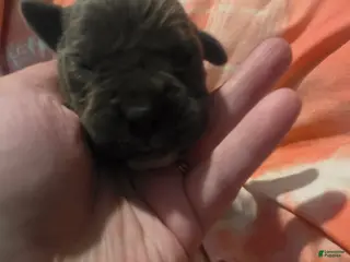 Cane Corso dogs Gray Brindle Female 1 - Ad 30