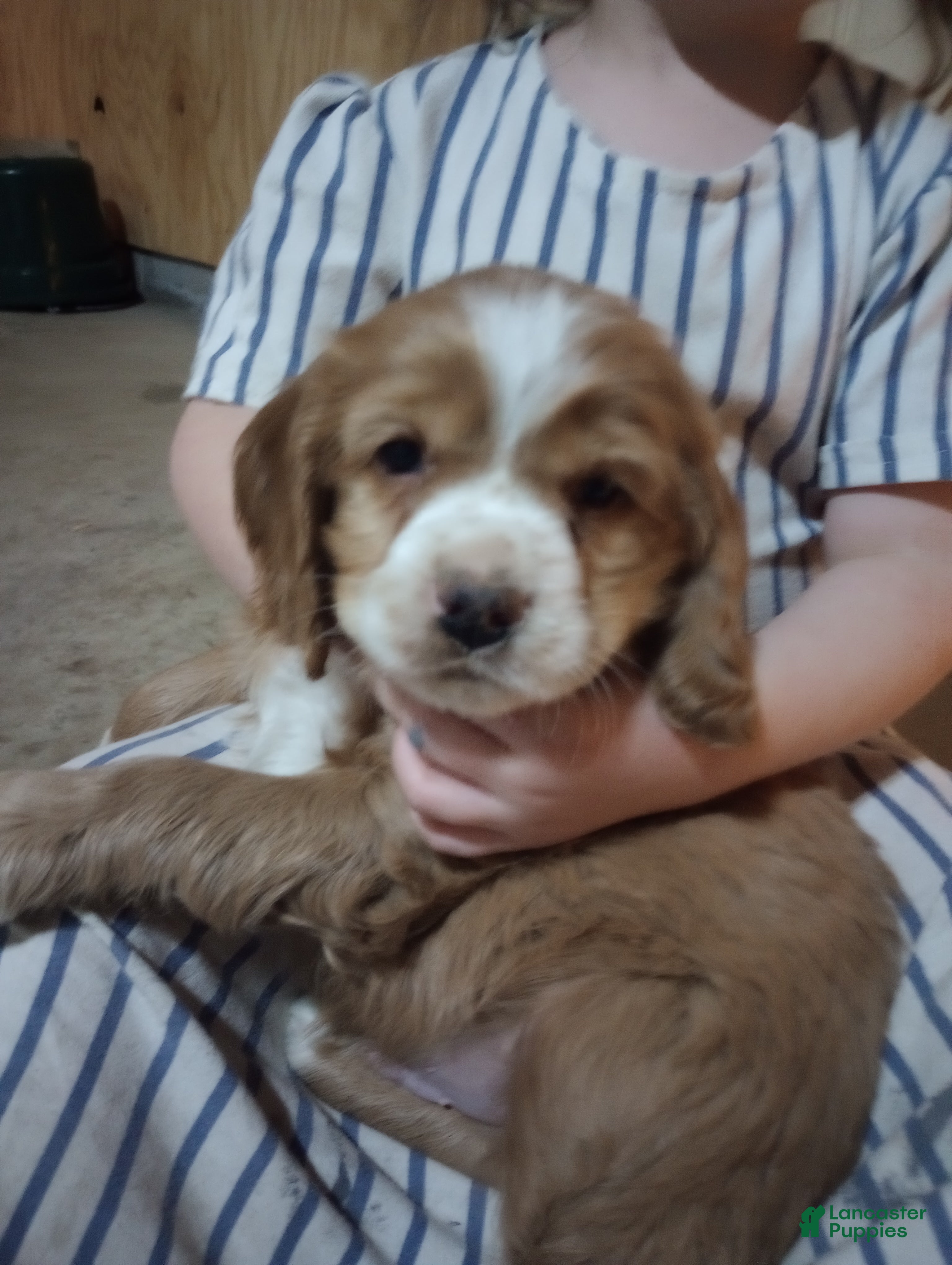 Cocker Spaniel dogs King - Ad 33