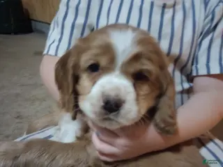 Cocker Spaniel dogs King - Ad 33