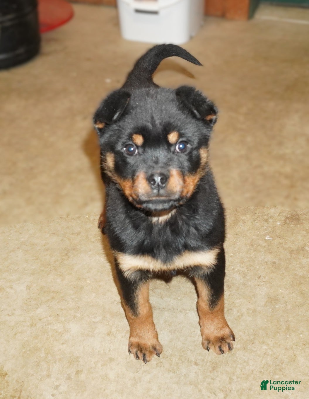 Rottweiler dogs Raven - Ad 36