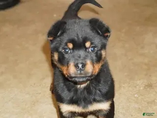 Rottweiler dogs Raven - Ad 36