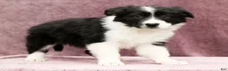 Border Collie dogs for sale: Denver - Ad 1