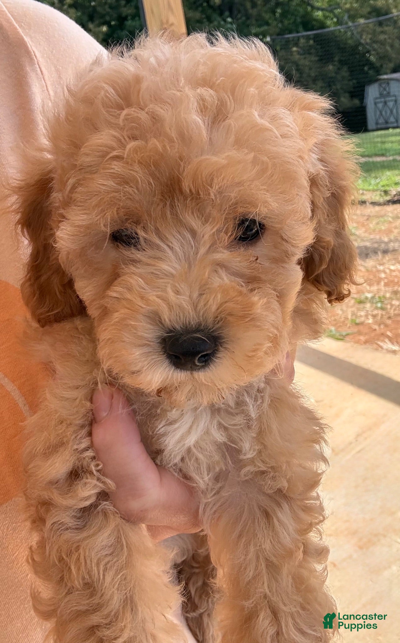 Toy Poodle dogs Goldie  - Ad 9